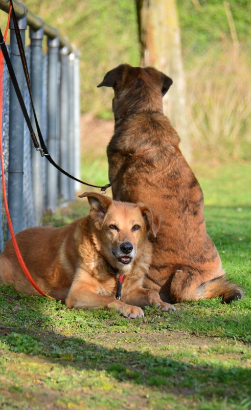 Spass mit Hund und Hoopers 03