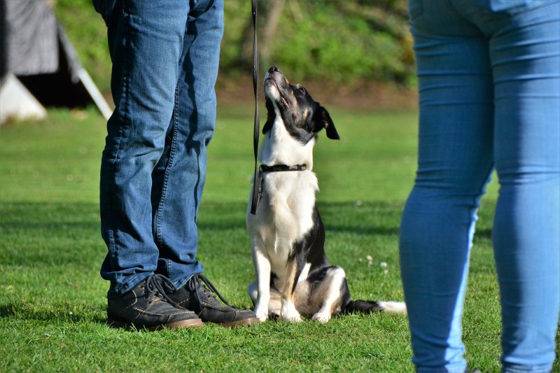 Spass mit Hund und Hoopers 04