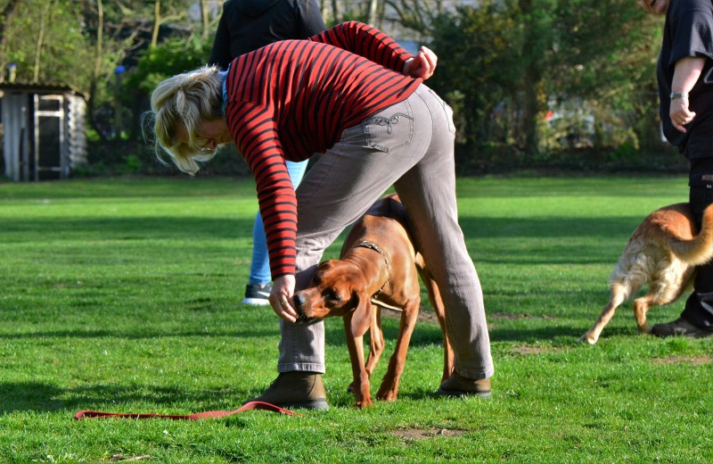 Spass mit Hund und Hoopers 06