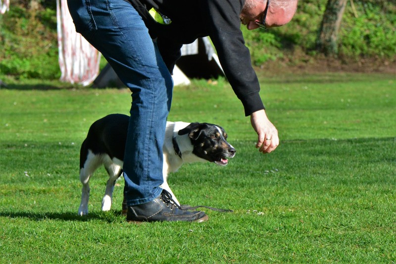 Spass mit Hund und Hoopers 07