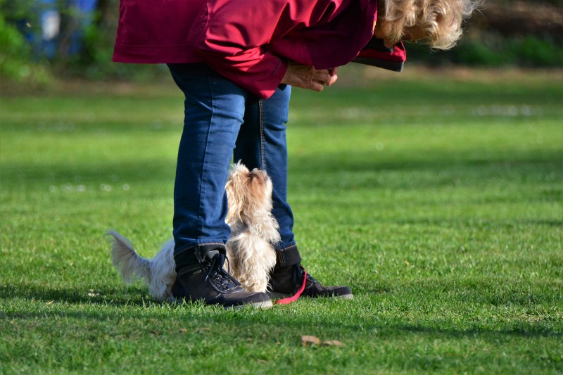 Spass mit Hund und Hoopers 09