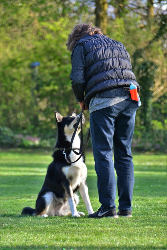 Spass mit Hund und Hoopers 11