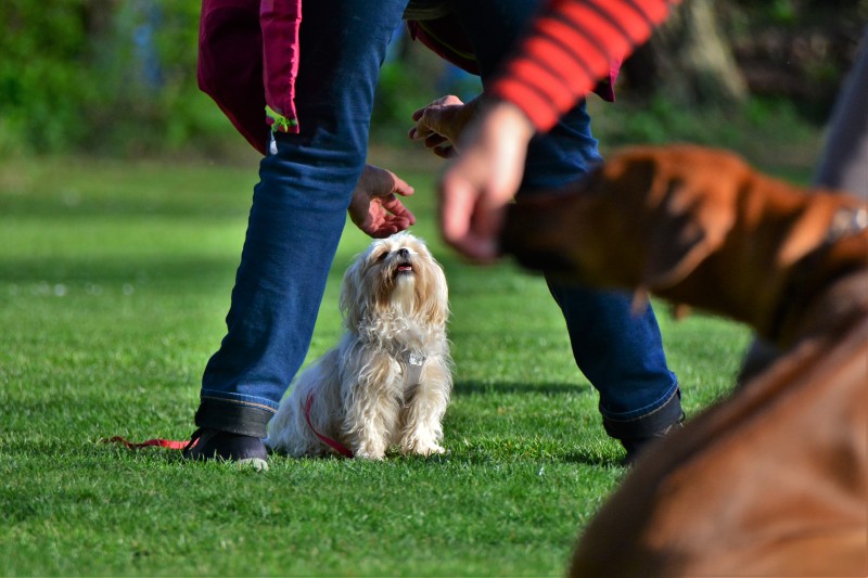 Spass mit Hund und Hoopers 12