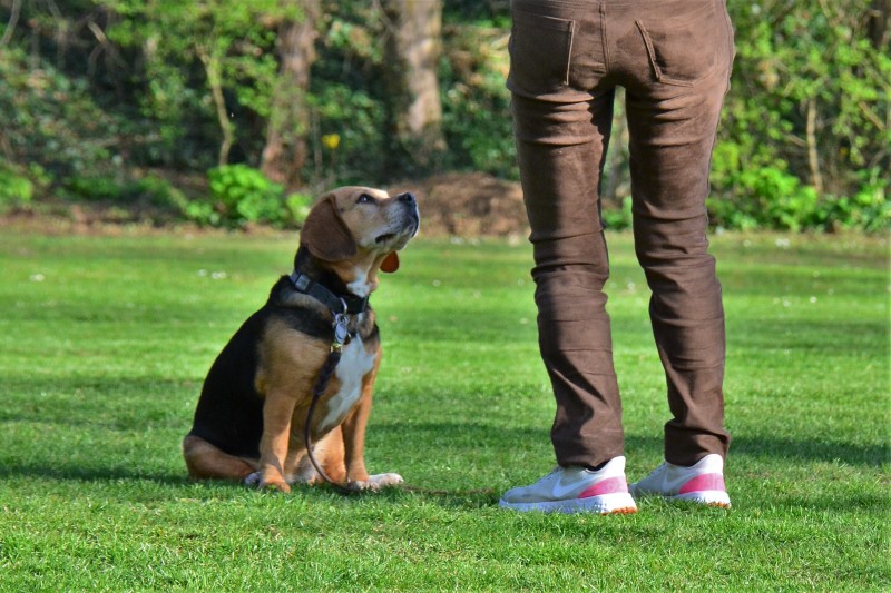 Spass mit Hund und Hoopers 13
