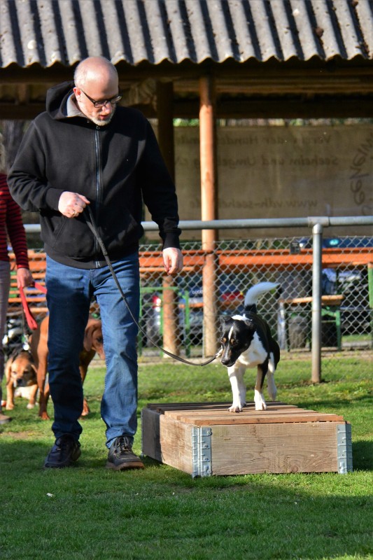 Spass mit Hund und Hoopers 17