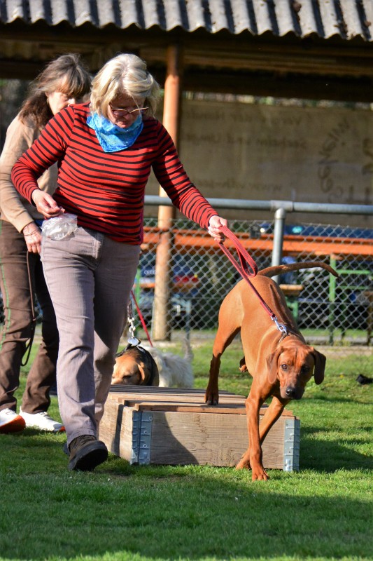 Spass mit Hund und Hoopers 19
