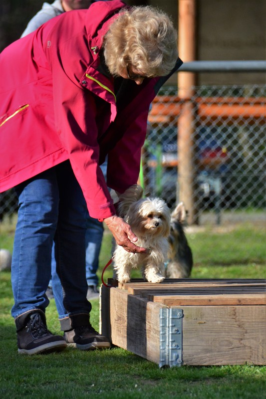 Spass mit Hund und Hoopers 20