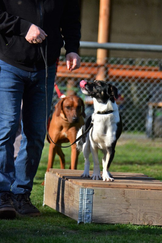 Spass mit Hund und Hoopers 22