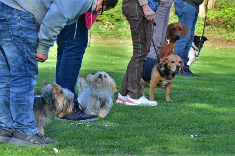 Spass mit Hund und Hoopers 24