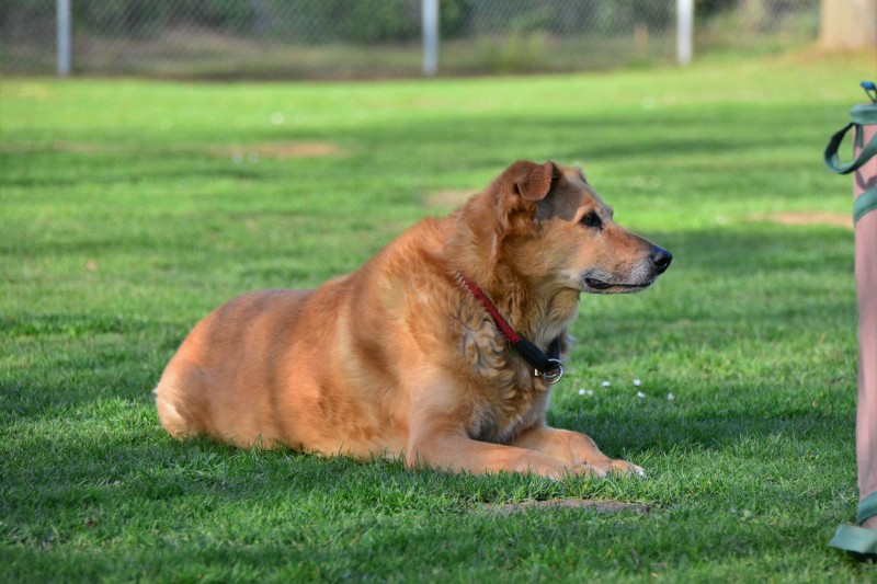 Spass mit Hund und Hoopers 29