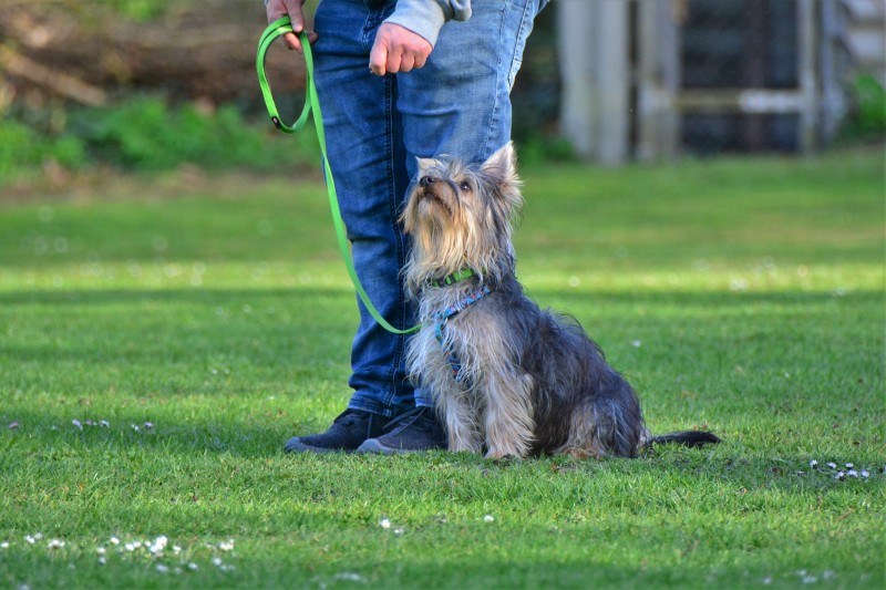 Spass mit Hund und Hoopers 34