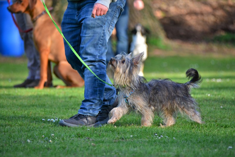 Spass mit Hund und Hoopers 35