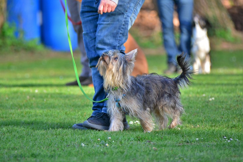 Spass mit Hund und Hoopers 36