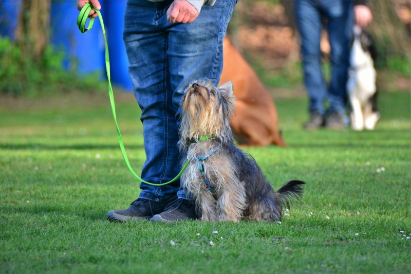 Spass mit Hund und Hoopers 37