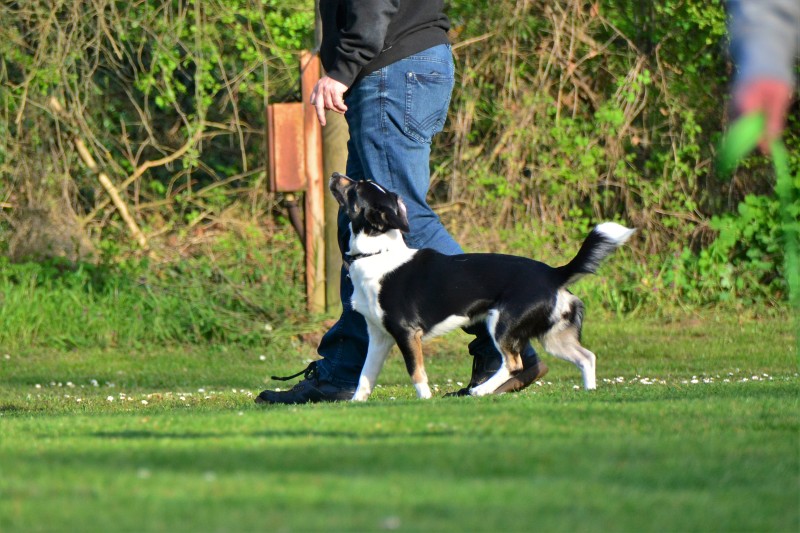 Spass mit Hund und Hoopers 38