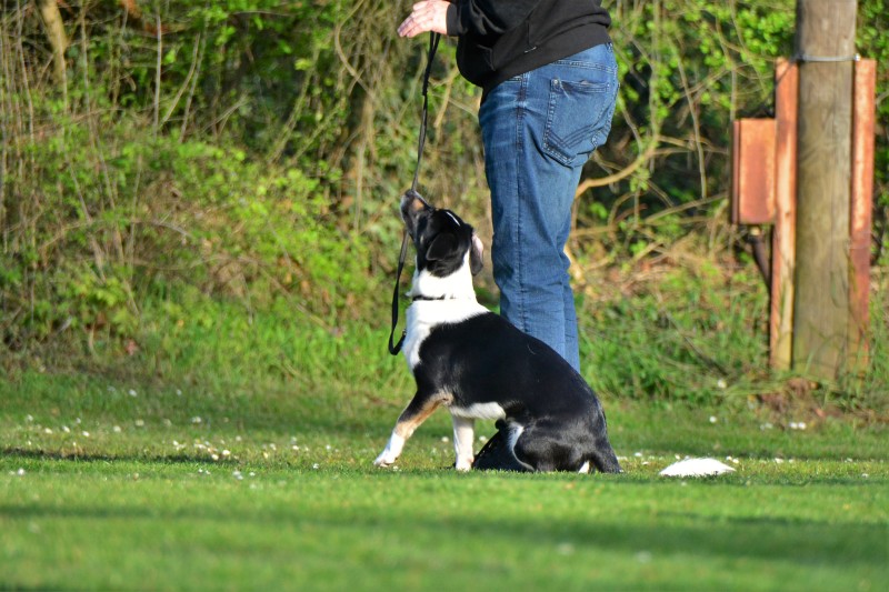 Spass mit Hund und Hoopers 39