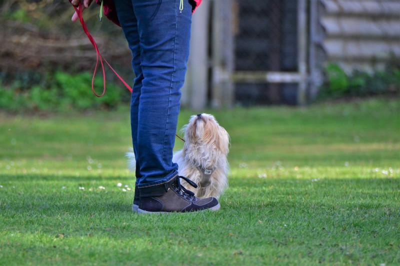 Spass mit Hund und Hoopers 41