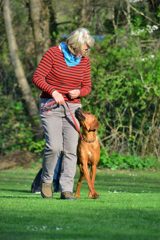 Spass mit Hund und Hoopers 42