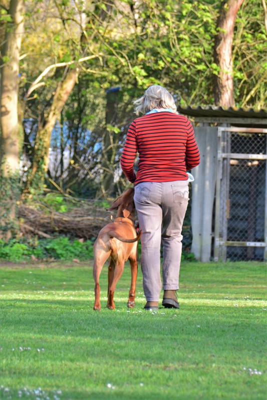Spass mit Hund und Hoopers 50