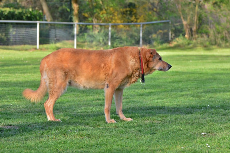 Spass mit Hund und Hoopers 53