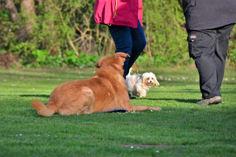 Spass mit Hund und Hoopers 54