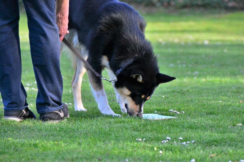 Spass mit Hund und Hoopers 55