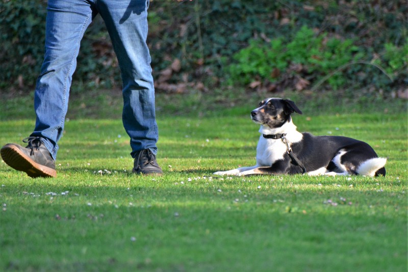 Spass mit Hund und Hoopers 56
