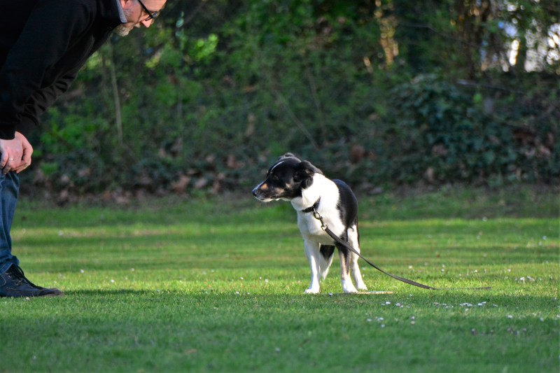 Spass mit Hund und Hoopers 57