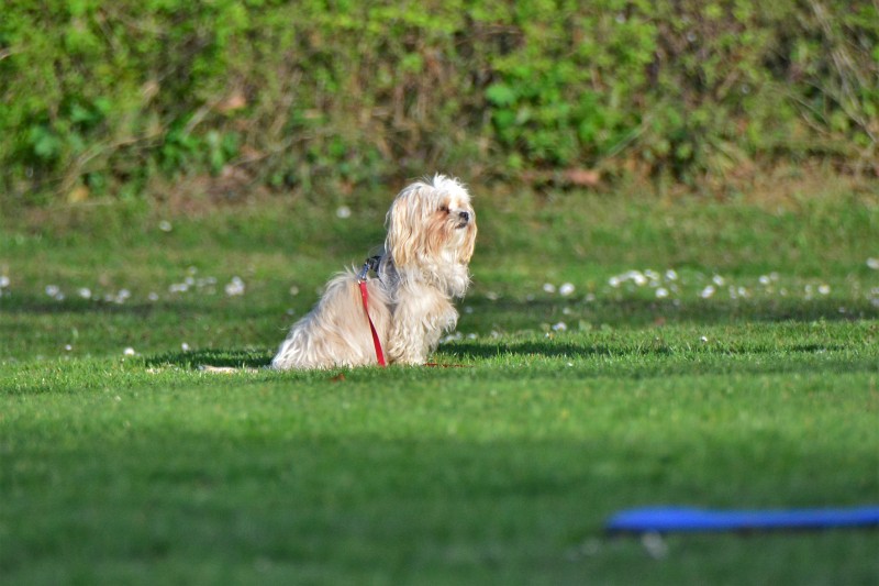 Spass mit Hund und Hoopers 58