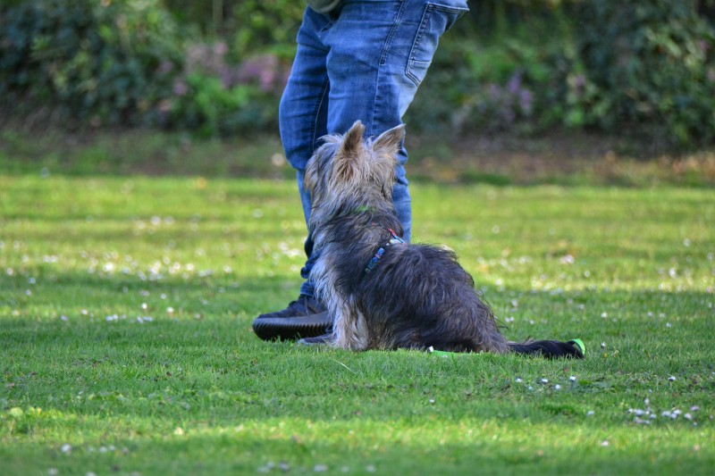 Spass mit Hund und Hoopers 59