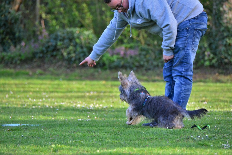 Spass mit Hund und Hoopers 60