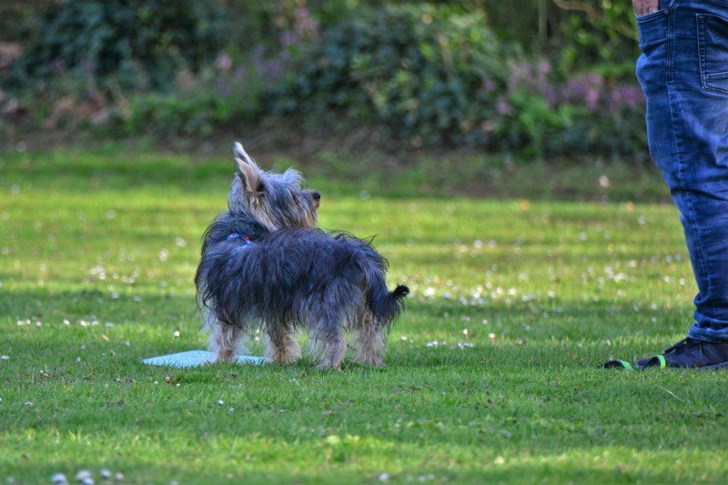 Spass mit Hund und Hoopers 61