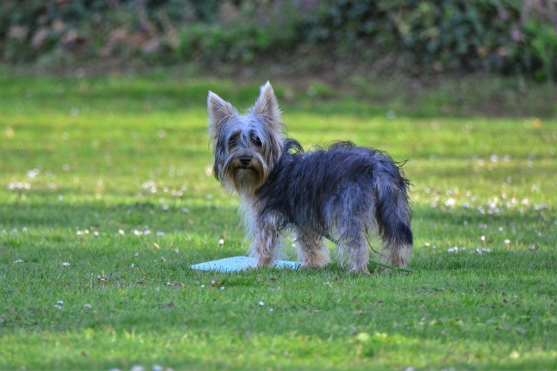 Spass mit Hund und Hoopers 62