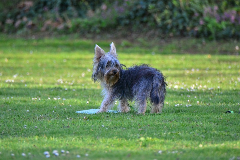 Spass mit Hund und Hoopers 63