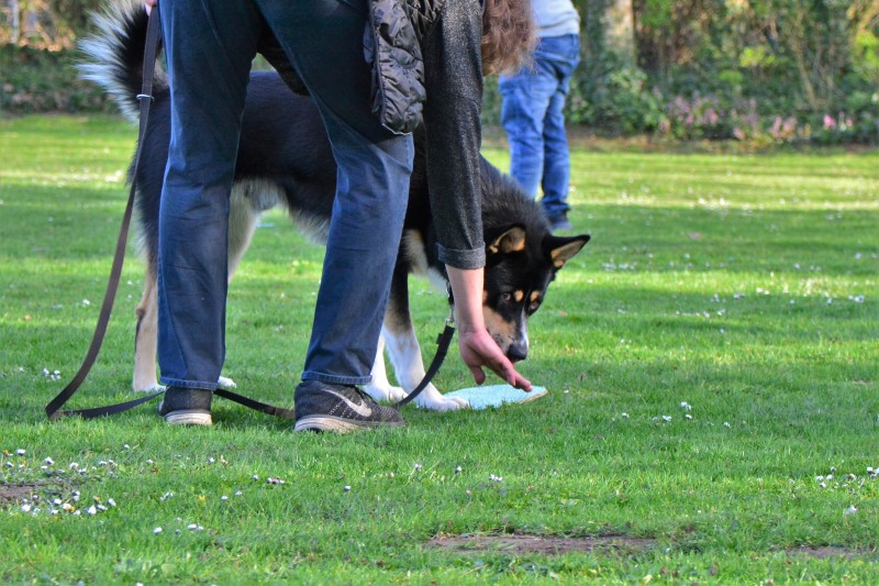 Spass mit Hund und Hoopers 64