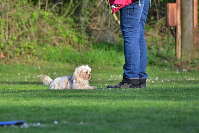Spass mit Hund und Hoopers 67
