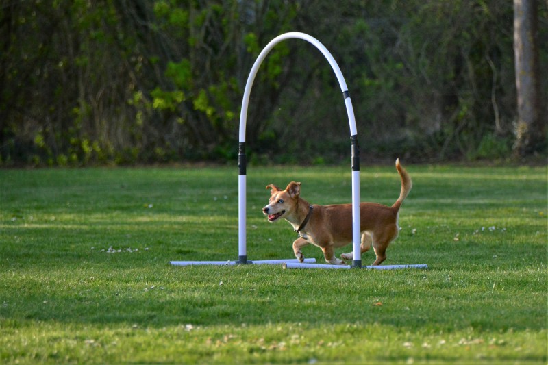 Spass mit Hund und Hoopers 70