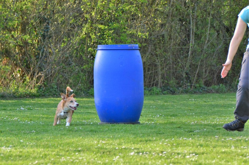 Spass mit Hund und Hoopers 71