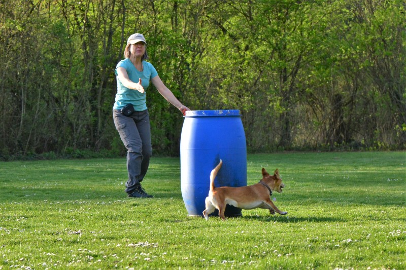 Spass mit Hund und Hoopers 72