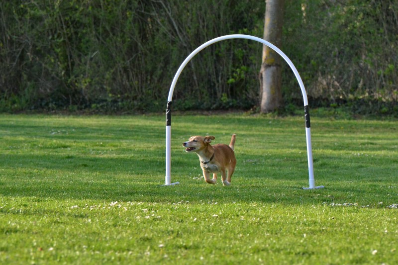 Spass mit Hund und Hoopers 74