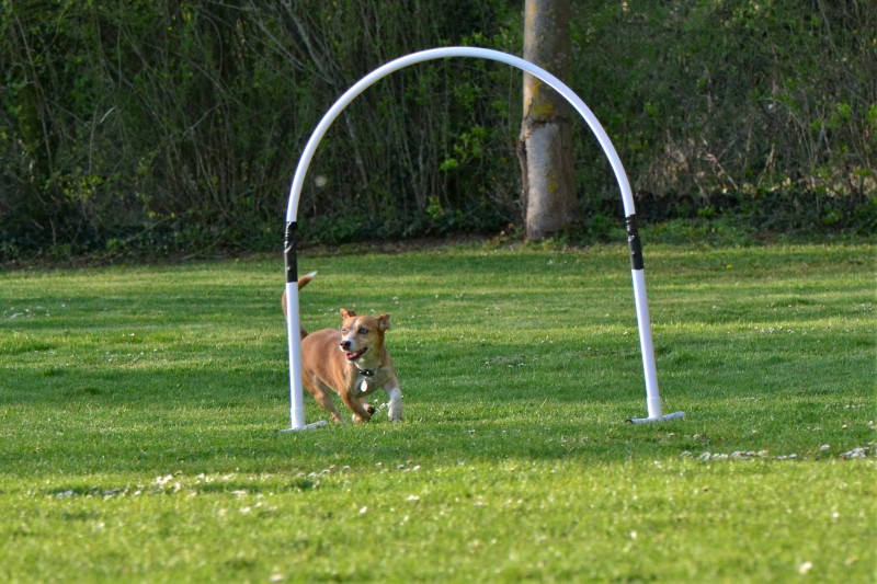 Spass mit Hund und Hoopers 75