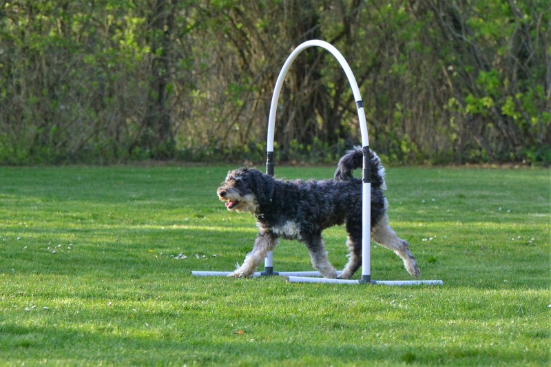 Spass mit Hund und Hoopers 76