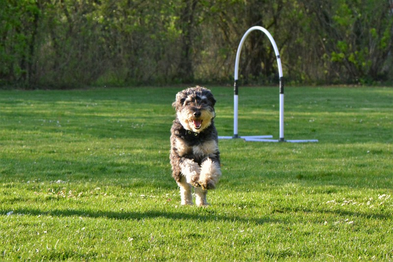 Spass mit Hund und Hoopers 78
