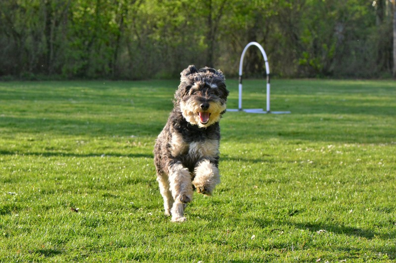 Spass mit Hund und Hoopers 79