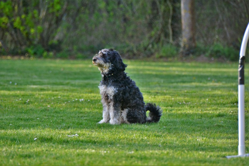 Spass mit Hund und Hoopers 80
