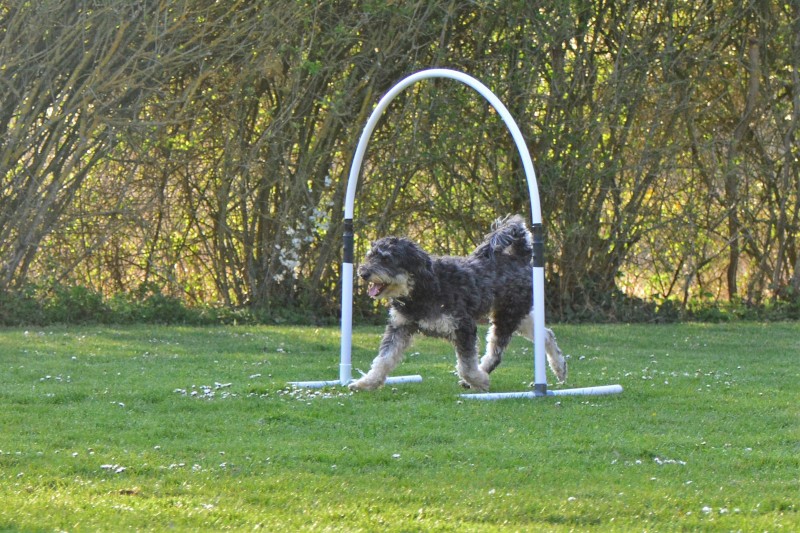 Spass mit Hund und Hoopers 81