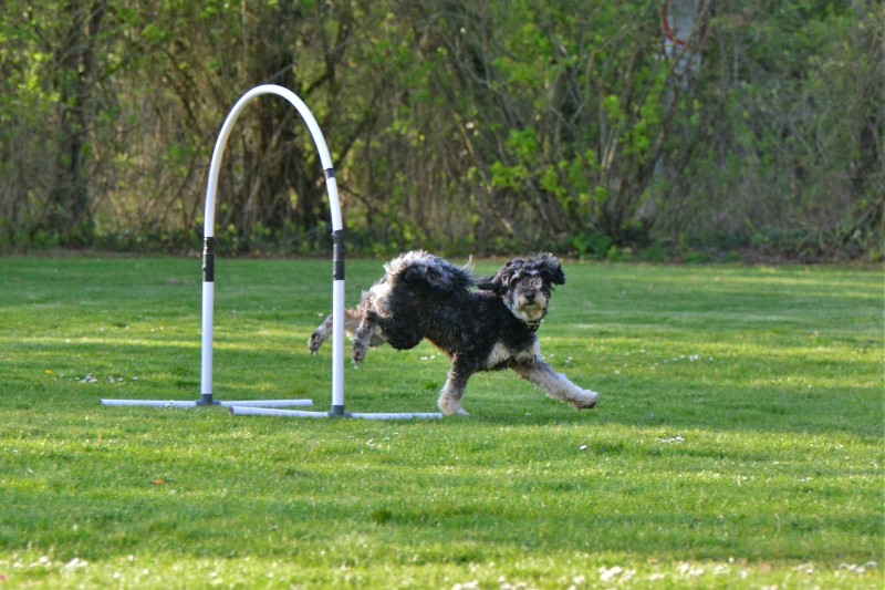 Spass mit Hund und Hoopers 82