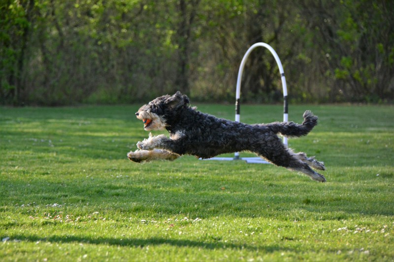 Spass mit Hund und Hoopers 83