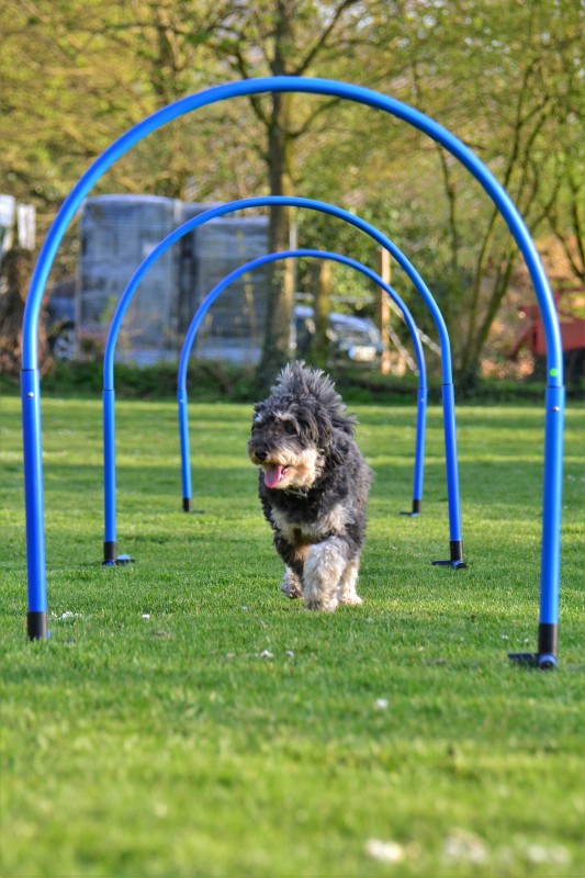 Spass mit Hund und Hoopers 85