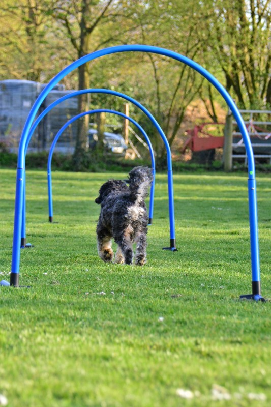Spass mit Hund und Hoopers 86